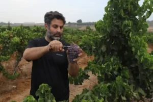 Inicio 3 Los viticultores del Négev obtienen su denominación de origen y juegan en la liga de Ribera del Duero, Burdeos y Napa Valley