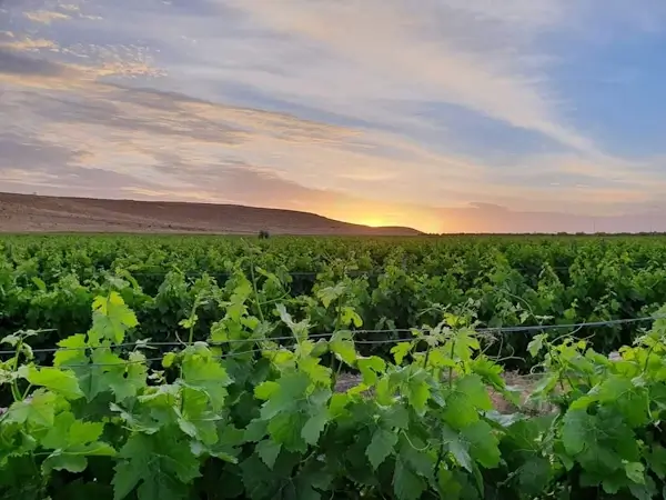 Negev Vinos 1 1