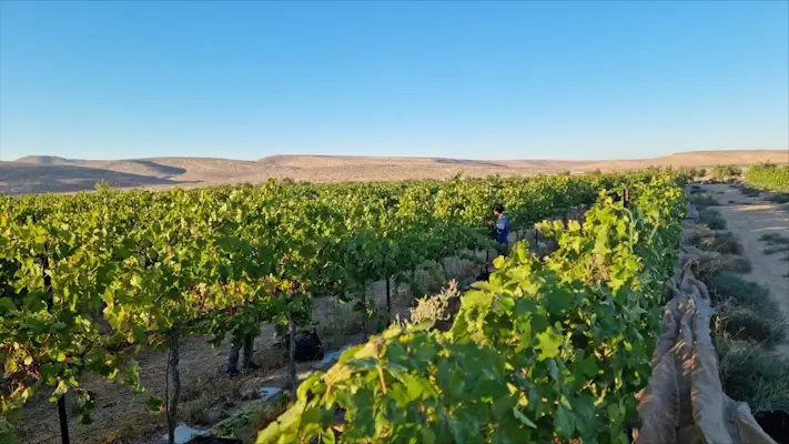 Negev Vinos 2 1