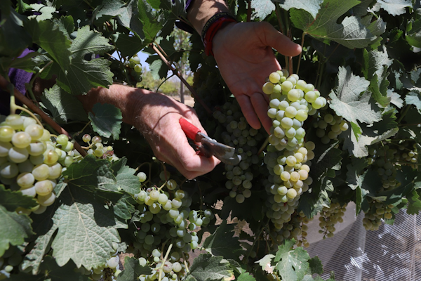 Vino, exilio y memoria: Un viaje de Judea a la península ibérica