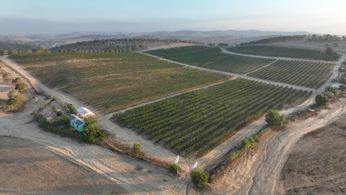 Vino, exilio y memoria: Un viaje de Judea a la península ibérica 1 Uvas 2