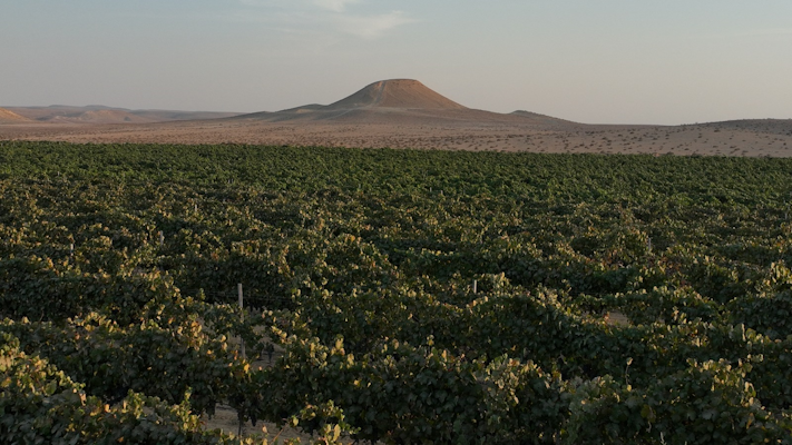 Vino, exilio y memoria: Un viaje de Judea a la península ibérica 2 Uvas 4